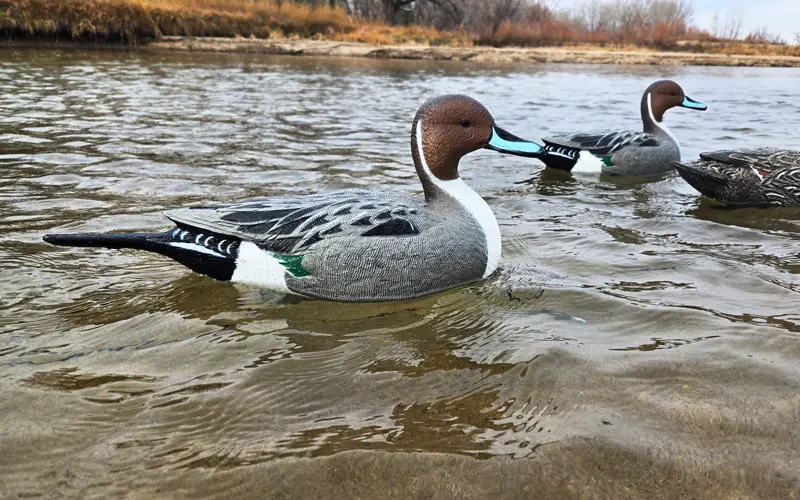 Rugged Series Pintails