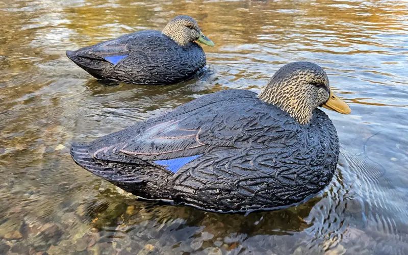 Rugged Series Magnum Black Duck Decoys