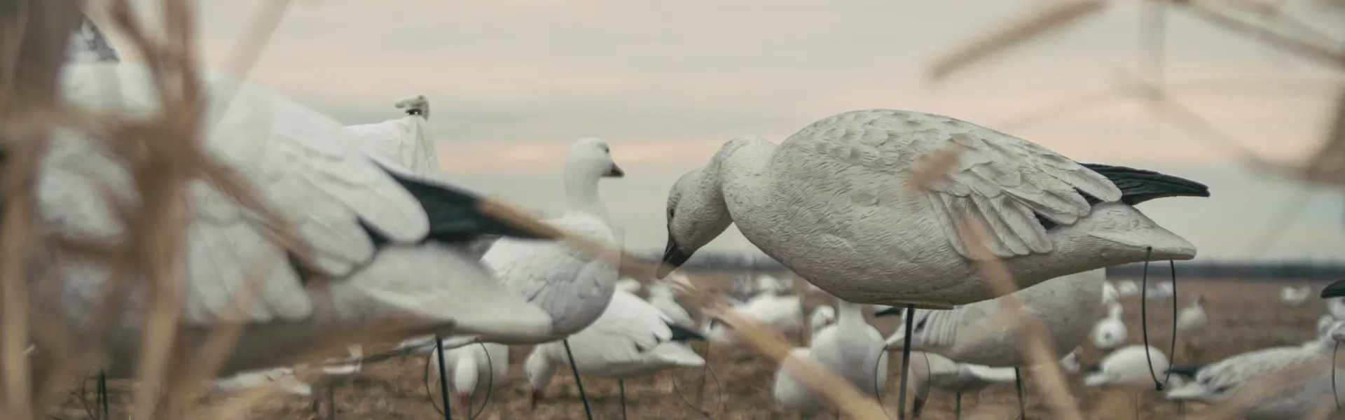 Snow goose hunting on sale bibs