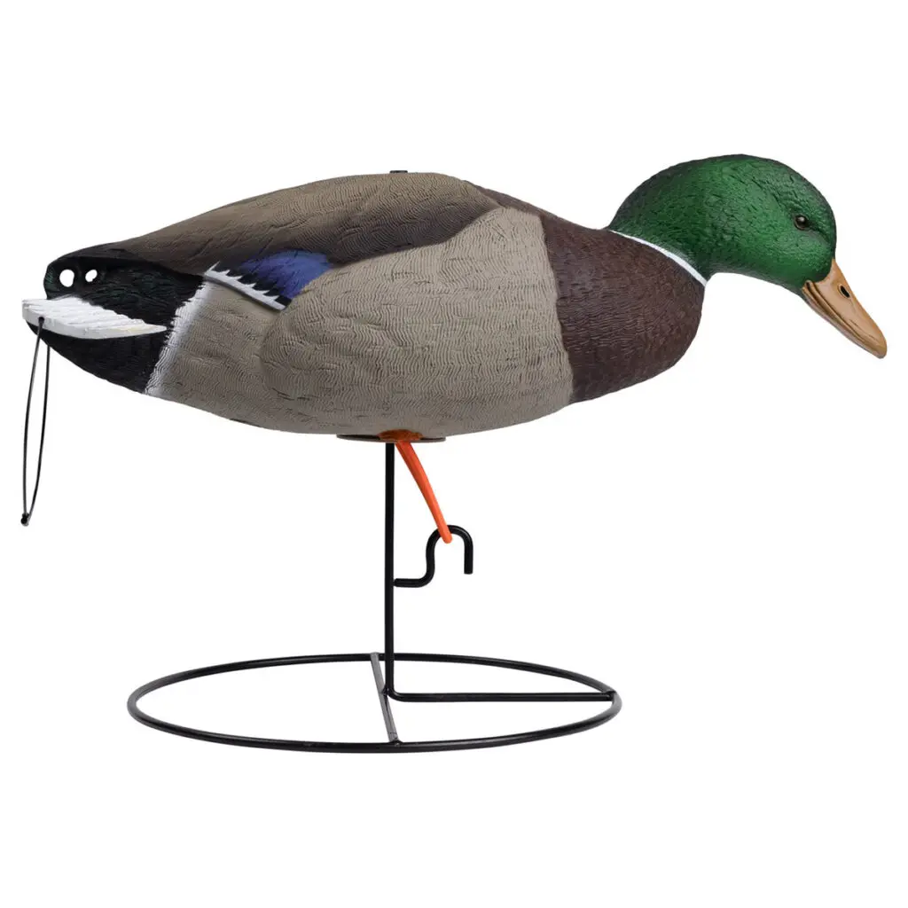 Rugged Series Full Body Mallard Decoys feeder drake right facing