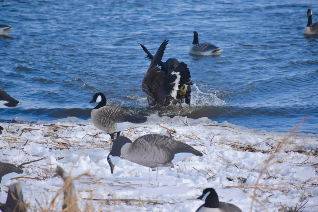 Be Prepared For North Dakota Waterfowling Weather